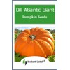10 Dills Atlantic Giant Pumpkin Seeds for Planting Non GMO