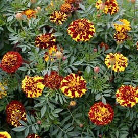Outsidepride Mr. Majestic Double French Marigold Seeds - 100 Pcs Annual, Compact, Heat & Drought Tolerant Flower Seeds for Planting w/Striped Bi-Colored Blooms, Ideal for Vibrant Pollinator Gardens