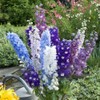 22Day Seeds: Seeds Delphinium Dwarf Mix/Annual Flowers