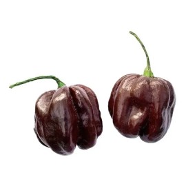 30 Semillas Chile Habanero Chocolate Nuevas Autenticas Nacen                                                                                          