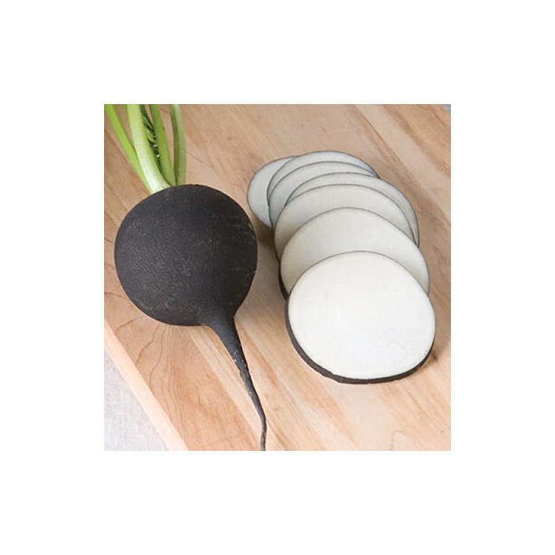 Black Spanish Radish 370 Seeds, Heirloom Golden Radish, Non-GMO Open