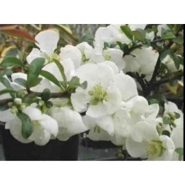 live plant Chaenomeles Superba - Jet Trail Japanese Flowering Quince Rooted Plant