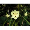 African Iris Yellow | 1 Large Gallon Size Plant |