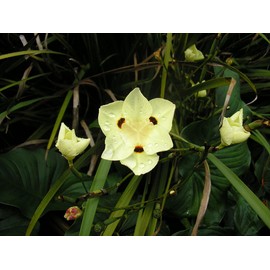 African Iris Yellow | 1 Large Gallon Size Plant | Dietes Vegeta | Low Maintenance Drought Tolerant Groundcover Grass