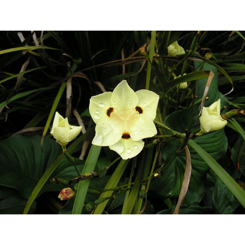African Iris Yellow | 1 Large Gallon Size Plant |
