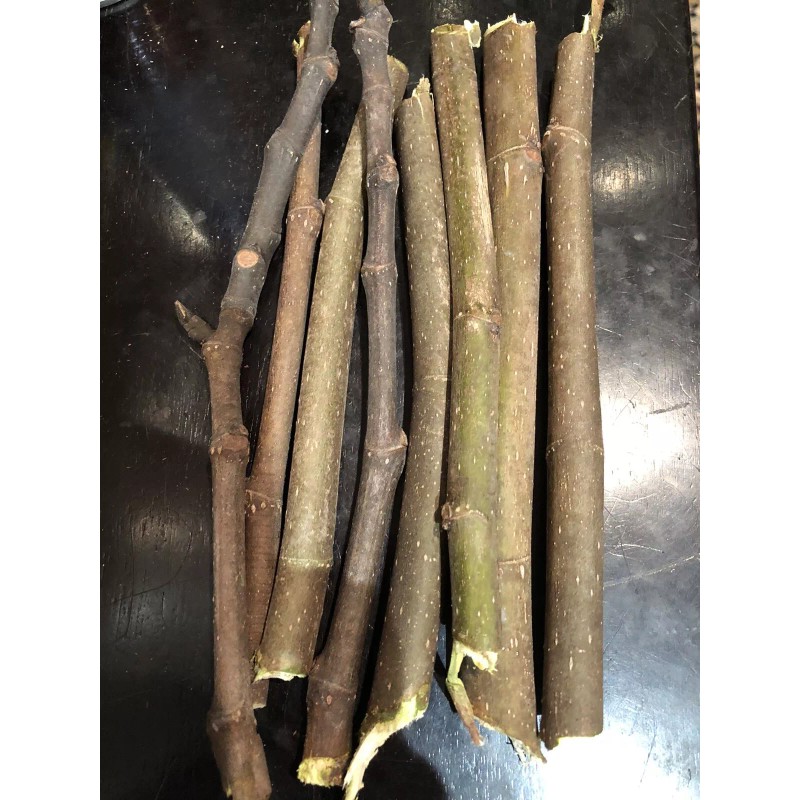 Tree peter honey fig tree cutting for sale