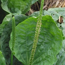 Palm Beach Medicinal Herbs - Giant Turkish Plantain (Plantago Major) - Packet of 20 Seeds