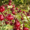 Seed-Top 50 Roselle Seeds Jamaican Sorrel Seeds Florida Cranberry Hibiscus