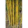Bambusa eutuldoides - Asian Lemon Clumping Bamboo Plant - 1