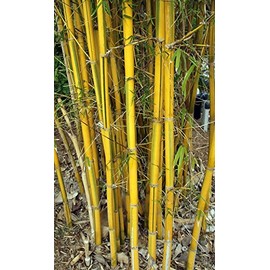 Bambusa eutuldoides - Asian Lemon Clumping Bamboo Plant - 1 Gallon Size t