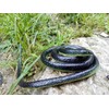 Realistic Rubber Black Snake 52 Inch Long Scare Toy