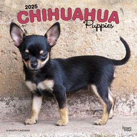 Chihuahua Puppies | 2025 12 x 24 Inch Monthly Square Wall Calendar | BrownTrout | Animals Small Dog Breeds