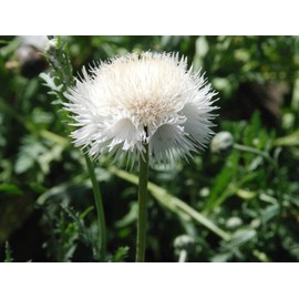 TomorrowSeeds - The Bride White Sweet Sultan Seeds - 1500+ Count - for 2026 Planting Centaurea Amberboa Fluffy Cornflower Sweet Honey Scented Garden Flower Bouquet Cornflower Grow Your Own Home Farm