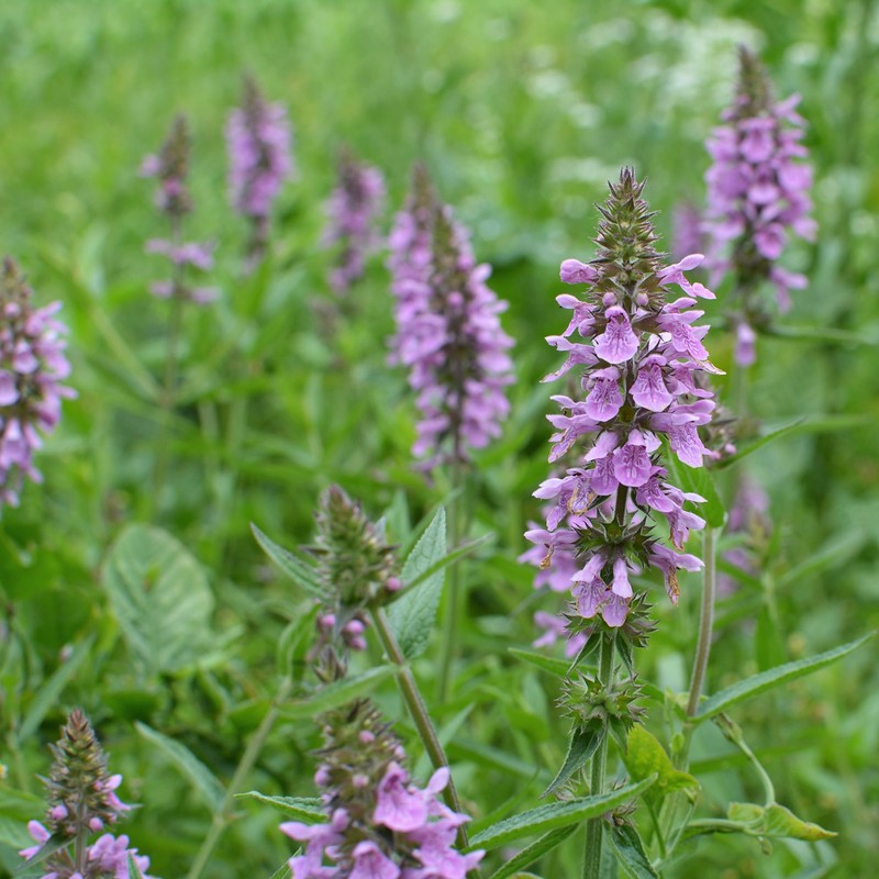 Birch & Meadow 4 oz of Wood Betony, Cut &