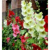 CEMEHA SEEDS - Seeds Hollyhock Spring Double Mix Mallow Perennial