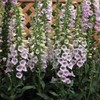 Eden Brothers Foxglove Seeds - Camelot Lavender
