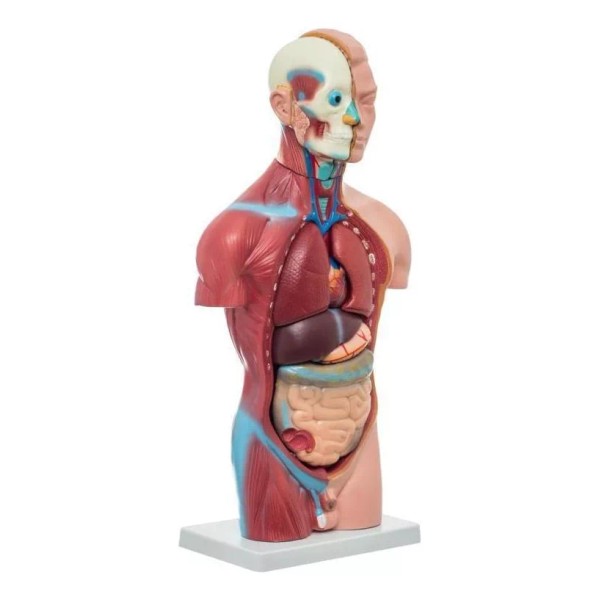 ANATOMIK-MODELS Modelo Anatomico Torso Masculino Con 13 Piezas - Anatomik-mo