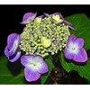 Hydrangea Mix 10+ Seeds Flowers Planting for Outdoor Indoor