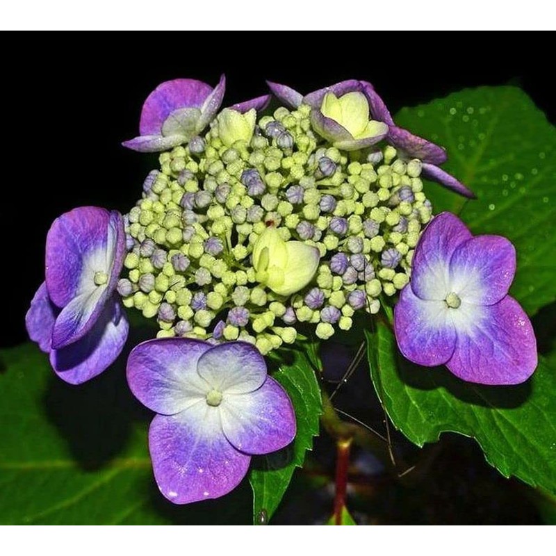 Hydrangea Mix 10+ Seeds Flowers Planting for Outdoor Indoor