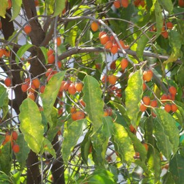 Palm Beach Medicinal Herbs - Spanish Cherry (Mimusops elengi) - Packet of 4 Seeds