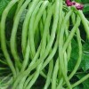 Treevale Yardlong Bean, Asparagus Bean, Snake Bean, Chinese Long Bean