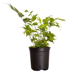 Japanese Holly Fern (2.5 Quart) Semi-Evergreen Perennial with Glossy Green Foliage - Part Sun Live Outdoor Plant