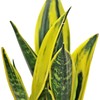 Live Snake Plant, Sansevieria Golden Flame, Plant Lover Gift, Housewarming