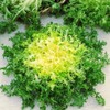 NIKA SEEDS - Vegetable Curly Endive Frisee Heirloom for Salads