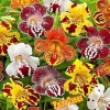 Fairy7Seas Mimulus Flower Seeds - Mimulus x Hybrida - Monkey