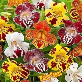 Fairy7Seas Mimulus Flower Seeds - Mimulus x Hybrida - Monkey Flower Magic Blotch Mix - 15 Seeds