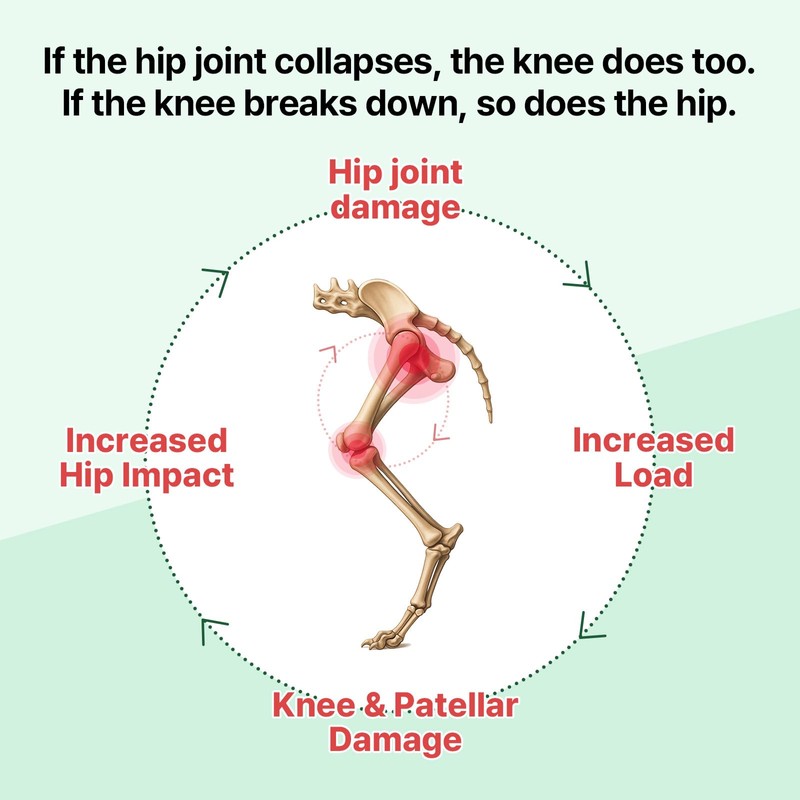 Doctor.By Hip&Joint Swift for Dogs - Advanced Joint & Cartilage