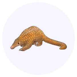24 x 40mm Round 'Cute Pangolin' Stickers (SK00057958)