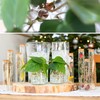 comforder Transparent Water Beads - Decorative Water Beads for Plants