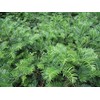 Spreading Japanese Plum Yew - Live Plant - 3 Gallon