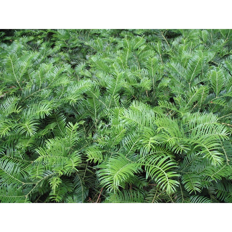 Spreading Japanese Plum Yew - Live Plant - 3 Gallon