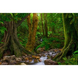 Forest Aquarium Background Jungle Rainforest Stream Fish Tank Background Lush Green Trees with Moss Terrarium Background Forest Stream Rock Theme Reptile Habitat Background Poster Vinyl 24x16in