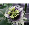 Buy Rare Seeds Passiflora edulis Flavicarpa | Yellow Passionfruit |