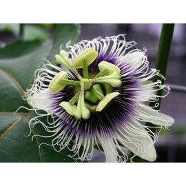 Buy Rare Seeds Passiflora edulis Flavicarpa | Yellow Passionfruit | 20_Seeds