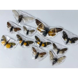 10 Taxidermy Cicada Beetles Insect Goth Art Decor Collection Bugs