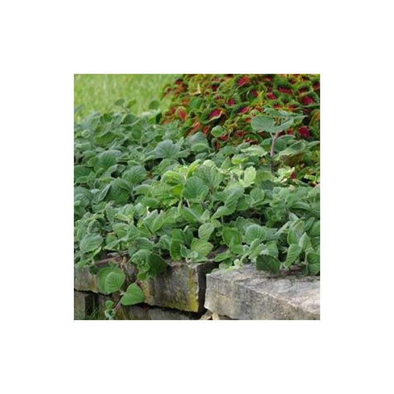 Outsidepride Plectranthus Silver Crest - 15 Seeds