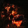 Dreamworth Solar Red Chili String Lights, 50 LED Chili Shape