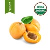 USDA Organic Cold Pressed Unrefined Apricot Kernel Oil (64 oz)