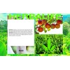Herbalife Herbal Tea Concentrate: Peach 1.8 Oz. (51g) Gluten Free,