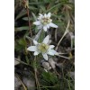 500 Leontopodium alpinum Seeds - Edelweiss Seeds