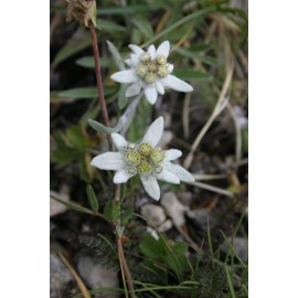 500 Leontopodium alpinum Seeds - Edelweiss Seeds