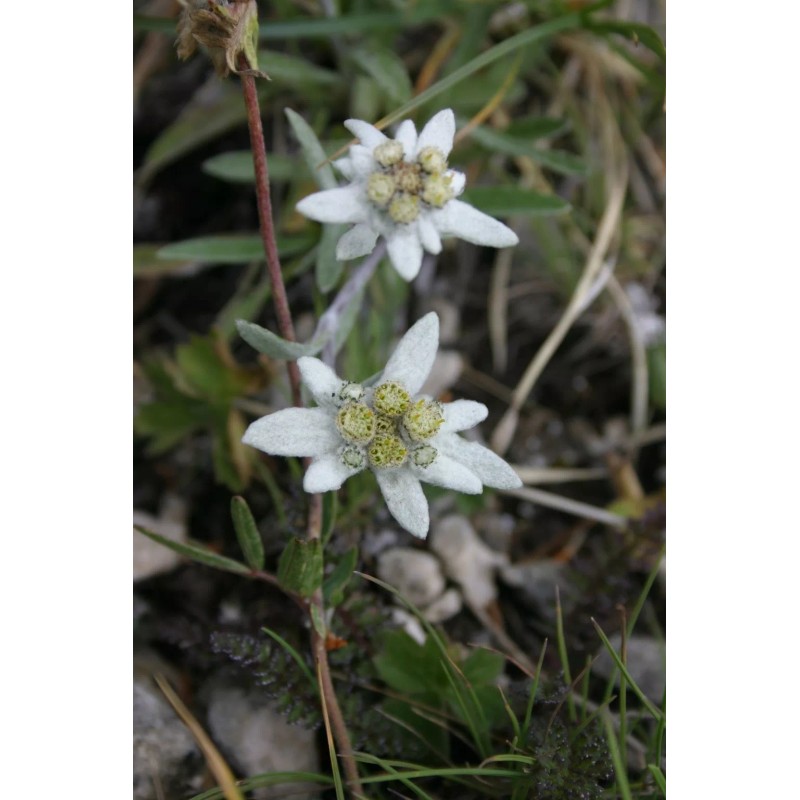 500 Leontopodium alpinum Seeds - Edelweiss Seeds
