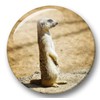 Merchandise for Fans Meerkat Fridge Magnets 02 Large for Memo