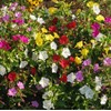UtopiaSeeds Mixed Four O'Clock Seeds - Mirabilis Jalapa - Heat