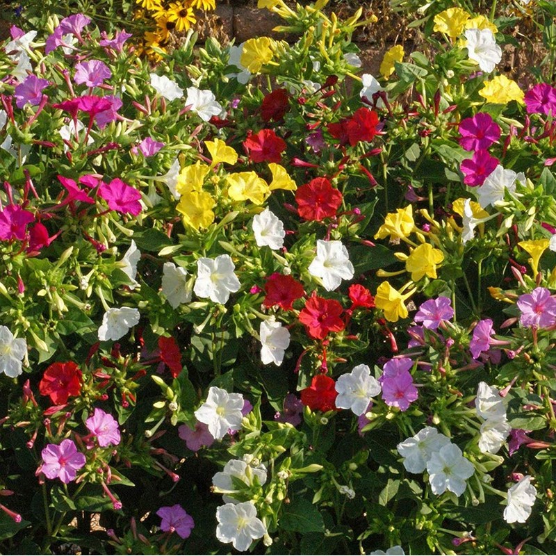 UtopiaSeeds Mixed Four O'Clock Seeds - Mirabilis Jalapa - Heat