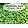 BUY 2 GET 1 FREE Azolla Filiculoides Fairy Moss Live